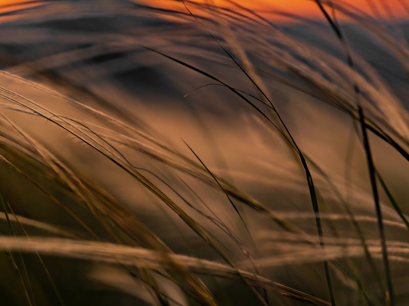 Brush cutting and undergrowth clearing