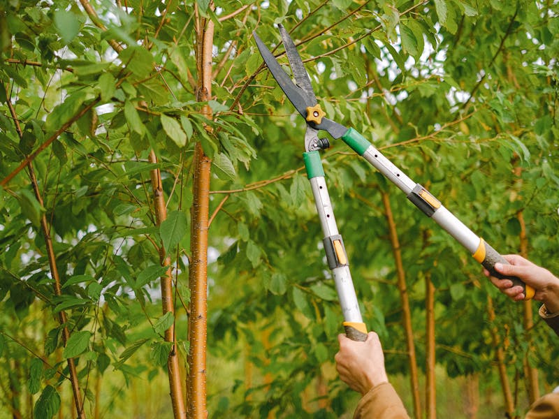 Tree pruning and trimming service