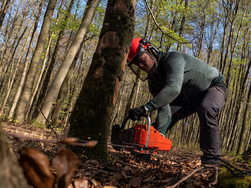 Tree removal service - cutting down a large tree safely